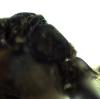 Osmia sp.